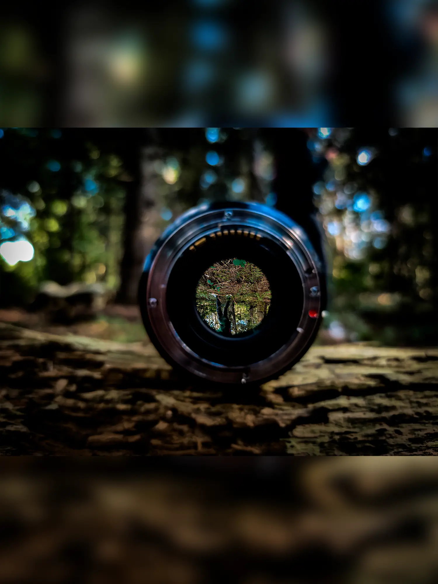 A camera lens in a forest