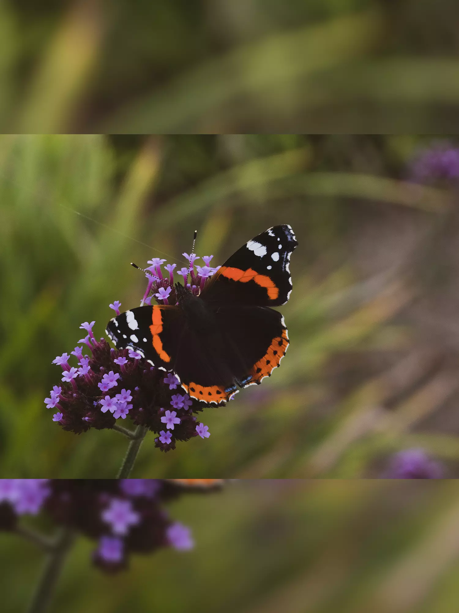 Purple flower with a butterfly on it