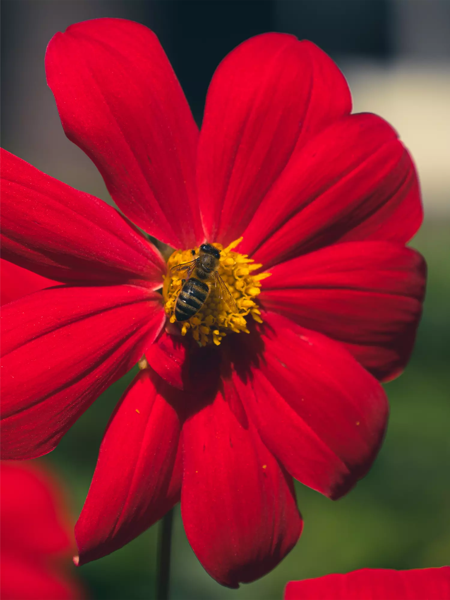 Red flower with a bee on it