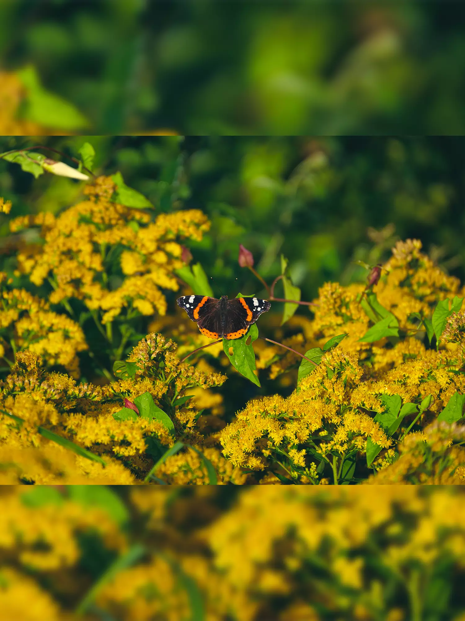 Yellow flower with a butterfly on it